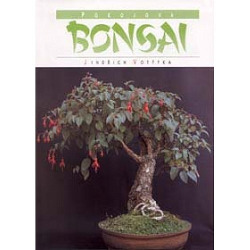 Pokojová Bonsai