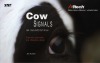 Cow signals: Jak rozumět řeči krav. Praktický průvodce pro chovatele dojnic
