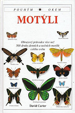 Motýli