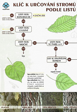 Klíč k určování stromů podle listů