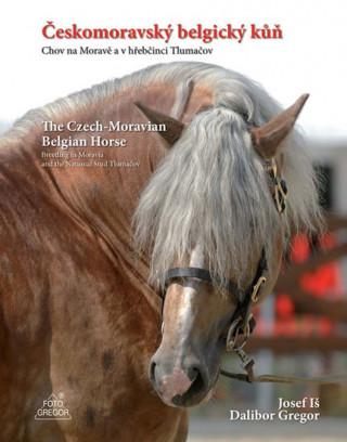 Českomoravský belgický kůň - Chov na Moravě a v hřebčinci Tlumačov