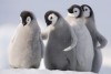 Penguinss