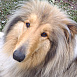 Lassie24