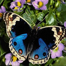 motýlek02