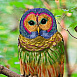 Rainbow_Owl