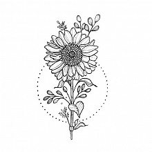 daisy.flower