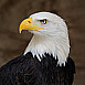 eagle-blacksun
