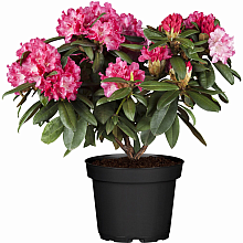 rododendron123