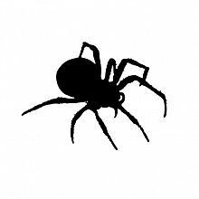 Pavouček2