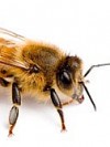 včelařka