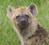 hyenka