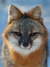 Gray.Fox